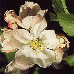 芸能人愛用 バッチフラワーレメディ/クラブアップル(CRAB APPLE)/10ml その他