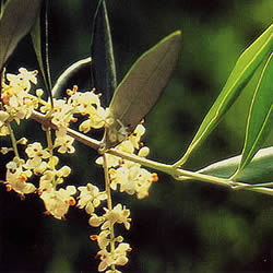 バッチフラワーレメディ/オリーブ