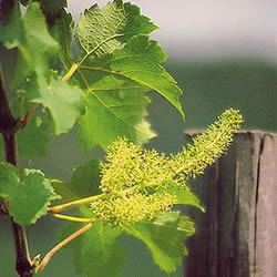 バッチフラワーレメディ/バイン