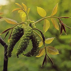 バッチフラワーレメディ/ウォルナット