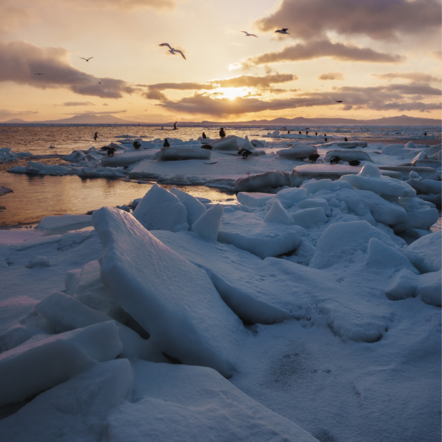 ネックレス K10ホワイトゴールド クォーツ シェル ラブラドライト