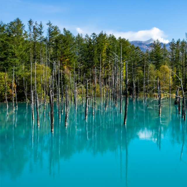 ネックレス K10ホワイトゴールド/プラチナ ターコイズ クオーツ(JL