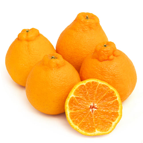 不知火　デコポン森さん