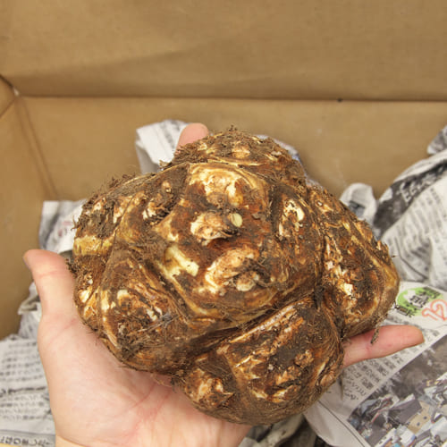 八つ頭　大杉さん