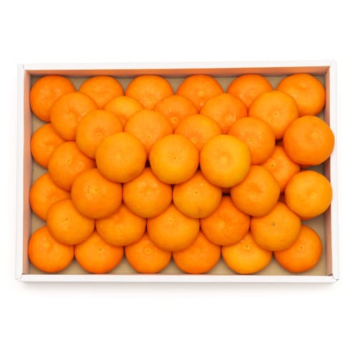 ハウスみかん贈答箱3kg