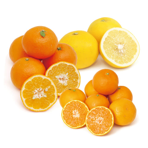 キラキラ柑橘2kg