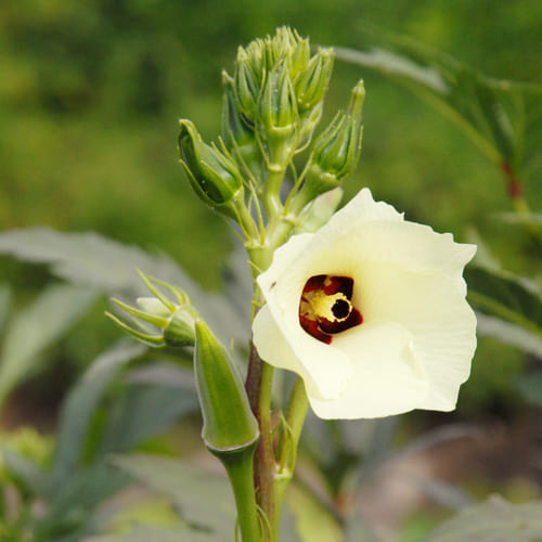 角オクラの花