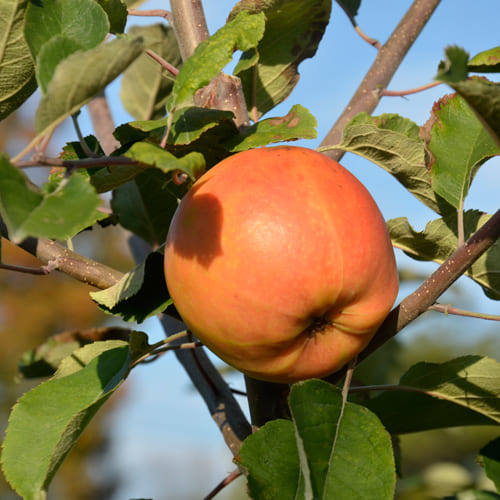 ムーンルージュりんご