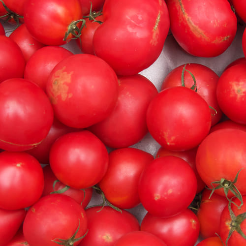 能津さんのトマトB品