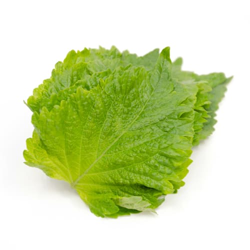 大葉