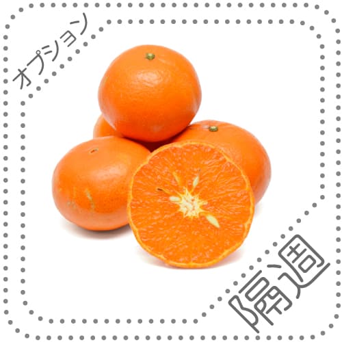 オプションくだものS隔週