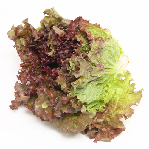 勝又さんのサニーレタス