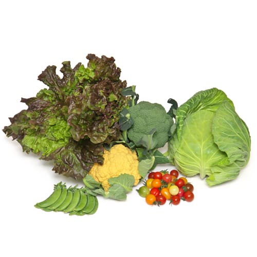 豊橋野菜セット2025