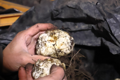 寝かせている　ゆり根