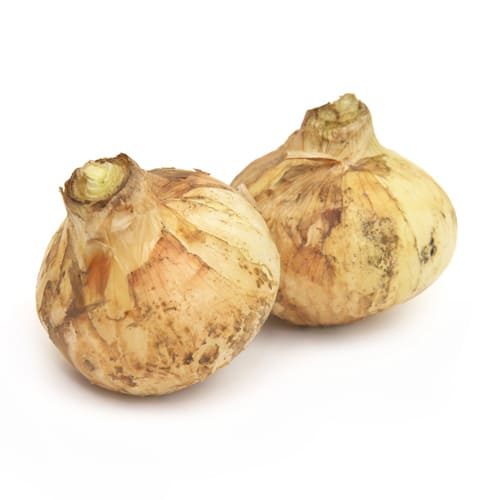 新玉ねぎ長崎南部2025