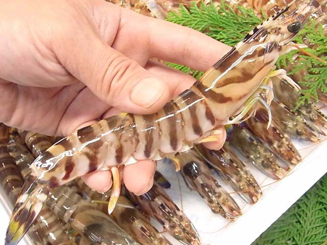 活〆くるま海老