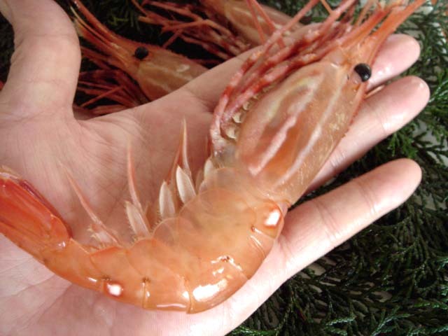 カナダ産・天然ボタン海老【XL】 天然ボタン海老・カナダ産