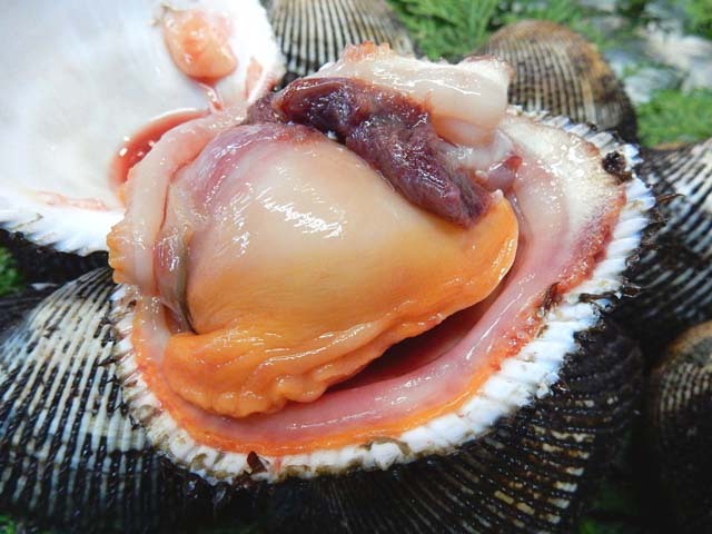 赤貝（あかがい）