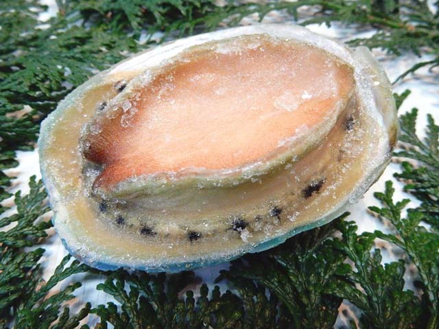 冷凍あわび、翡翠の瞳（ひすいのひとみ）