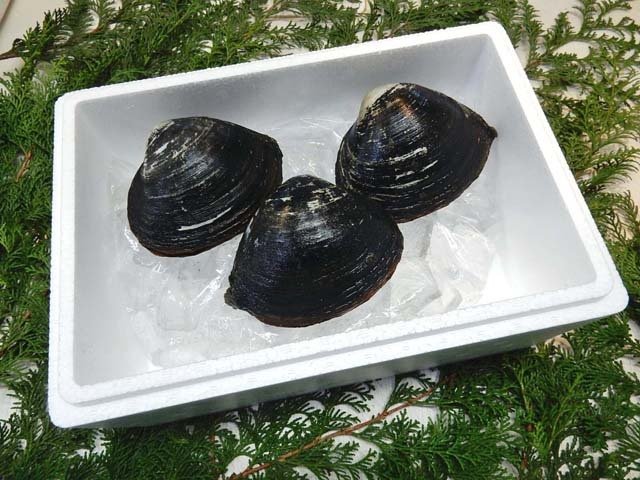 活ホッキ貝