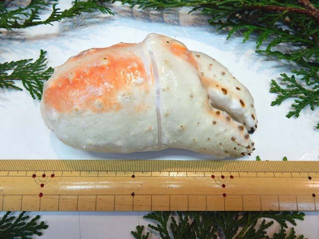 たらば蟹爪