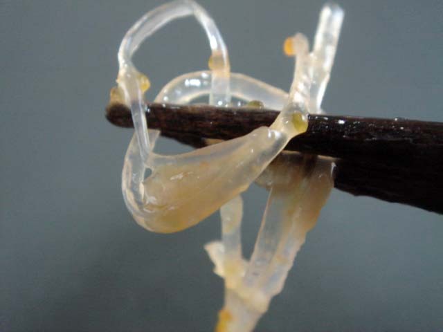 元祖・梅水晶（うめすいしょう）サメ軟骨100