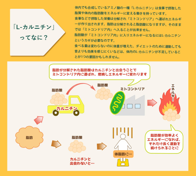 新フレーバー追加！アクトスサプリ L-カルニチン ダイエットゼリー