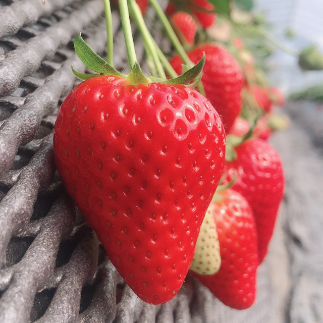 スカイベリー12〜15粒