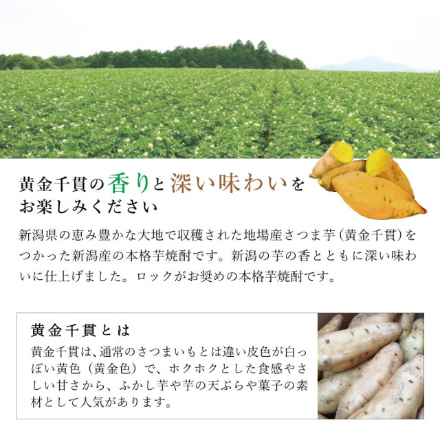 新潟県産黄金千貫について