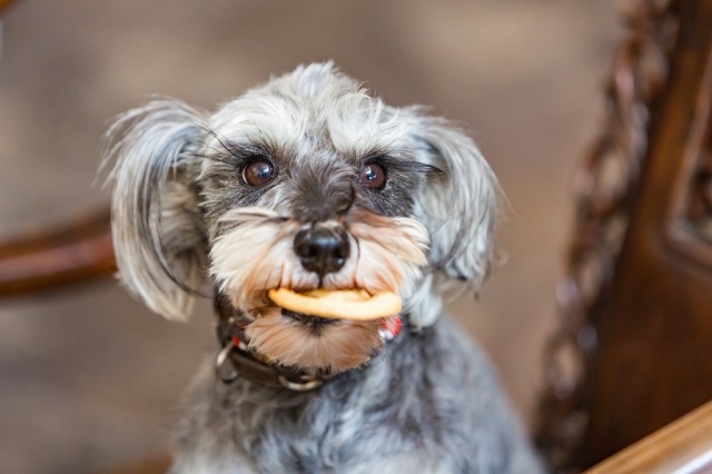 グラキリス　ダブルヘッド　ピーナッツ型　コレクション　選抜　シンメトリー Shaky！ピーナッツバブルヘッドドール ナチュラルカラーエディションPart2