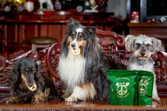 ビスケット for Dogs S