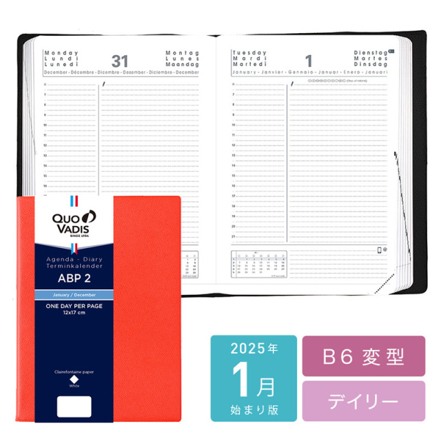 現物出品・レア種特大株】ビカクシダ・アプラス（APLUS）（aplus）親株