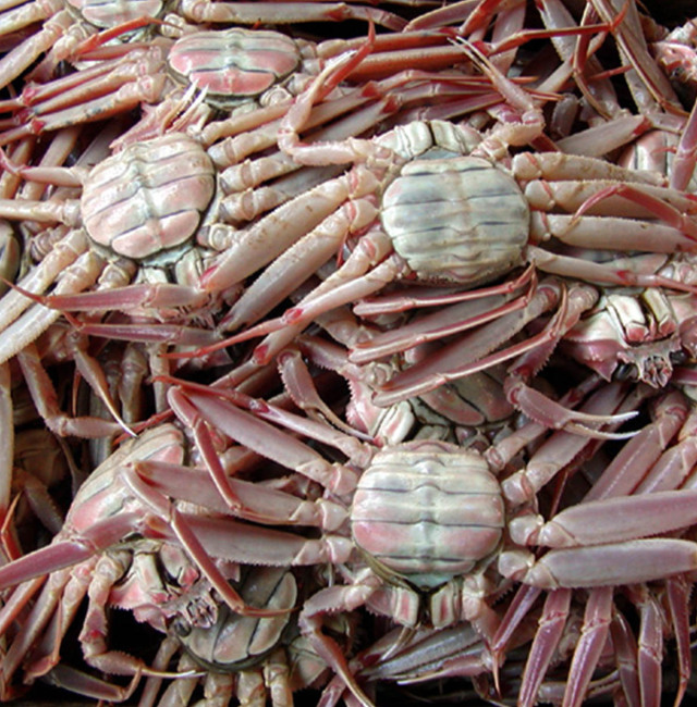 兵庫県産 活コがに活