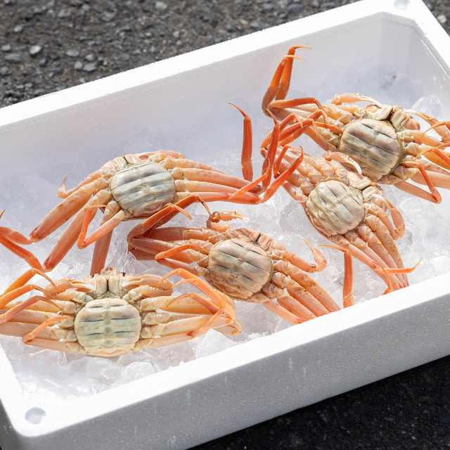 生セコカニ 5尾セット