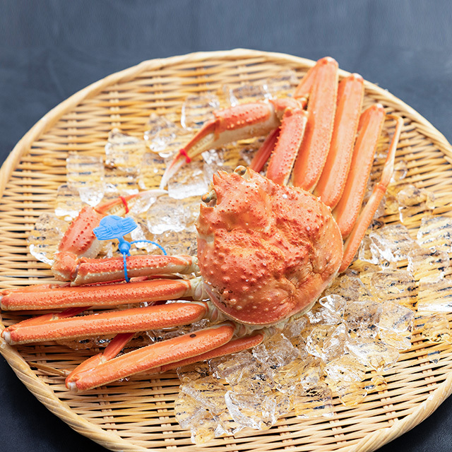 兵庫県産 活松葉ガニ ゆで松葉がに700g