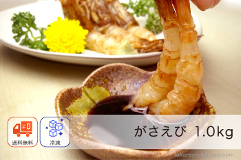 越前がさえび 1.0kg(60尾前後) 福井産 【冷凍】
