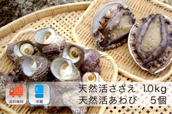 活さざえ 1.0kg (約10～20個)＆活あわび 5個 セット 活きたまま発送【冷蔵】