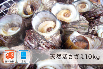活さざえ 1.0kg (約10～20個) セット 活きたまま発送【冷蔵】
