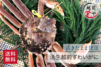 活生越前ずわいがに(オスがに) 900～1.0kg前後×1杯【常温】
