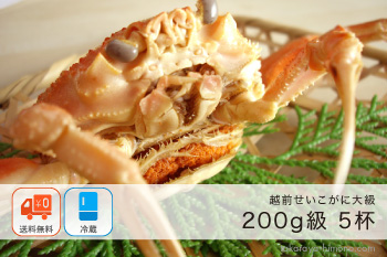 越前せいこがに(メスがに) 200g以上×5杯 セット【冷蔵】注文は12/26まで