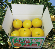 【ゴトー商店青果部】土佐文旦 大玉10kg（3L）