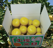 【ゴトー商店青果部】土佐文旦 大玉～中玉5kg（3L-2L）