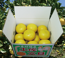 【ゴトー商店青果部】土佐文旦 中玉10kg（2L）