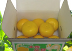 【ゴトー商店青果部】土佐文旦 中玉5kg（2L）