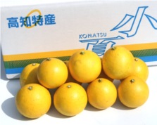 【ゴトー商店青果部】土佐小夏3kg（L,M,S）