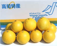【ゴトー商店青果部】土佐小夏5kg（L,M,S）