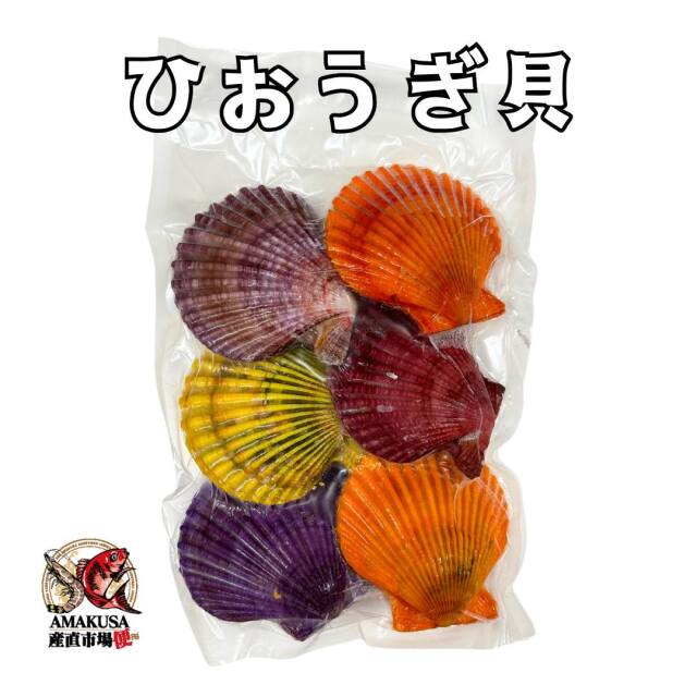 ひおうぎ貝.102.6ミリ ひおうぎ貝.102.6ミリ ヒオウギ貝 | 錦盛丸水産
