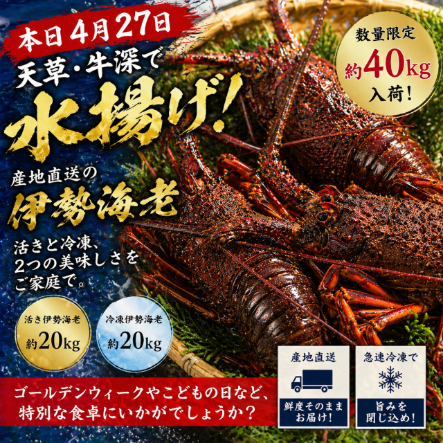 【数量限定】天草・牛深産 伊勢海老1kg(２-4尾入り）（活き・冷凍 選べる） 産地直送 送料無料 新鮮そのままお届け（４月２７日水揚げ分）