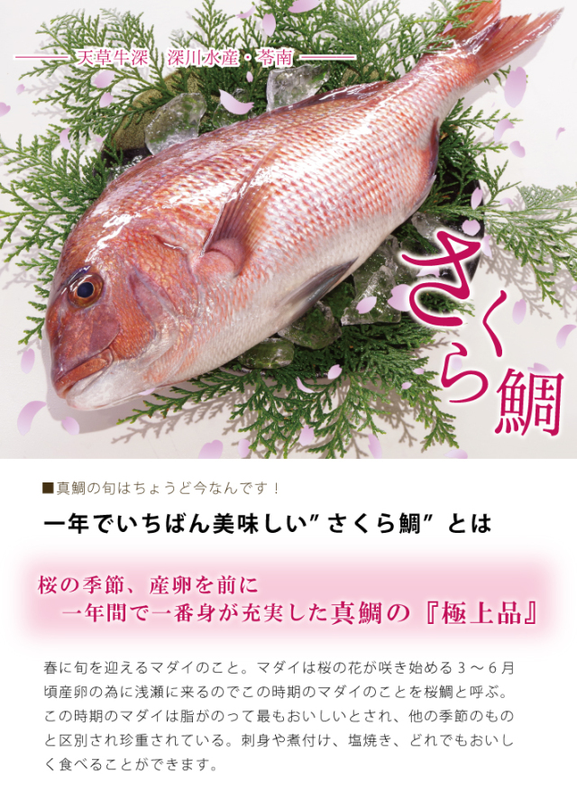真鯛