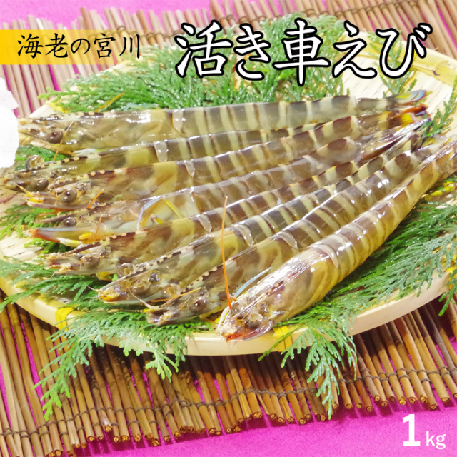 宮川の活き車海老1000